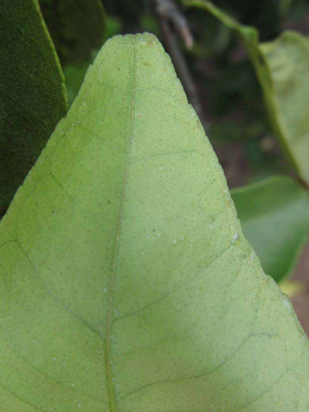              Margin (Winter Haven, FL)       